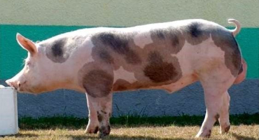 Přehled plemene prasat pietrain